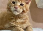 Oscar - Maine Coon Cat For Sale - Hollywood&comma; FL&comma; US