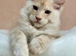 Graf - Maine Coon Cat For Sale - Hollywood&comma; FL&comma; US