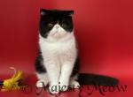 Spyke - Exotic Cat For Sale - Yucca Valley&comma; CA&comma; US
