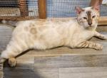 Snow Lynx Male Burlious - Bengal Cat For Sale - Bradner&comma; OH&comma; US