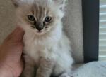 Ragdoll Lynx Point - Ragdoll Cat For Sale - Eau Claire&comma; WI&comma; US