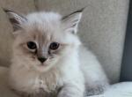 Ragdoll Lynx Point Male - Ragdoll Cat For Sale - Eau Claire&comma; WI&comma; US