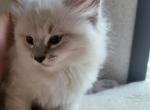 Ragdoll Lynx Male 2 - Ragdoll Cat For Sale - Eau Claire&comma; WI&comma; US