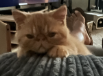 Pumpkin - Exotic Cat For Sale - TN&comma; US