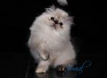 Jovial's Roxie - Himalayan Cat For Sale - Newburgh&comma; NY&comma; US