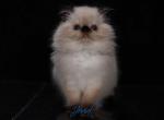 Jovial's Toby - Himalayan Cat For Sale - Newburgh&comma; NY&comma; US