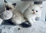 kittens - Himalayan Cat For Sale - Barrington&comma; IL&comma; US