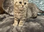 Sunni - Scottish Fold Cat For Sale - Tukwila&comma; WA&comma; US