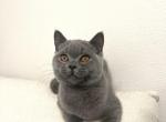 Elven - British Shorthair Cat For Sale - Battle Ground&comma; WA&comma; US