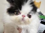 Lucy Rosie Paton - Persian Cat For Sale - Saylorsburg&comma; PA&comma; US