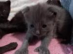 Poly Russian Bluish Girl - Polydactyl Cat For Sale - WI&comma; US