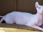 ELF Bella white odd eyed - Sphynx Cat For Sale - Abington&comma; PA&comma; US