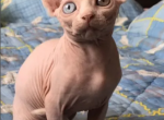 Stella white odd eyed - Sphynx Cat For Sale - Abington&comma; PA&comma; US