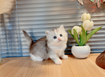 barry - Munchkin Cat For Sale - Staten Island&comma; NY&comma; US