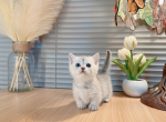 mia - Munchkin Cat For Sale - Staten Island&comma; NY&comma; US