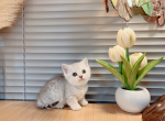 ella - Munchkin Cat For Sale - Staten Island&comma; NY&comma; US