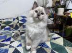 Ika - Ragdoll Cat For Sale - Tuscaloosa&comma; AL&comma; US
