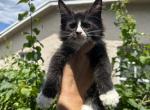 Oreo - Maine Coon Cat For Sale - Hollywood&comma; FL&comma; US