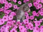 Willow - Domestic Cat For Sale - New Holland&comma; PA&comma; US