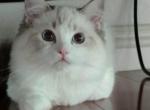 Nanno - Ragdoll Cat For Sale - Los Angeles&comma; CA&comma; US