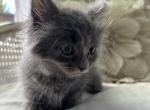 Buttons - Munchkin Cat For Sale - Salem&comma; OR&comma; US