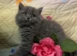 Lion - British Shorthair Cat For Sale - Fort Wayne&comma; IN&comma; US