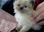 Sweetheart CFA Registered Himalayan - Himalayan Cat For Sale - Perry&comma; FL&comma; US