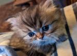 Sweet CFA Registered Tabby - Persian Cat For Sale - Perry&comma; FL&comma; US