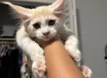 Fred - Maine Coon Cat For Sale - Hollywood&comma; FL&comma; US