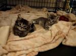 Fluffs - Scottish Fold Cat For Sale - Denver&comma; CO&comma; US