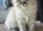 Jan available NOW - Himalayan Cat For Sale - Peoria&comma; IL&comma; US