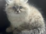 Cindy available NOW - Himalayan Cat For Sale - Peoria&comma; IL&comma; US