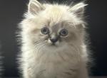 Peter available NOW - Himalayan Cat For Sale - Peoria&comma; IL&comma; US
