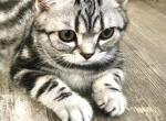 Den - British Shorthair Cat For Sale - Battle Ground&comma; WA&comma; US
