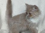 Lilac Minuet Male Kitten - Minuet Cat For Sale - IN&comma; US