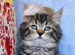 Dicer - Siberian Cat For Sale - San Diego&comma; CA&comma; US