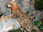 Male Female Brown Silver Snow Bengal Kittens - Bengal Cat For Sale - MI&comma; US