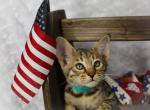 Golden Savannah Girl - Savannah Cat For Sale - Lakeland&comma; FL&comma; US