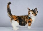 Yuma - Munchkin Cat For Sale - Hollywood&comma; FL&comma; US