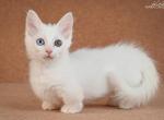 Toto - Munchkin Cat For Sale - Hollywood&comma; FL&comma; US