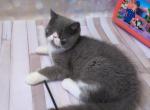 Richard - Exotic Cat For Sale - Hollywood&comma; FL&comma; US