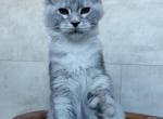 Talisman Polydactyl - Maine Coon Cat For Sale - Hollywood&comma; FL&comma; US