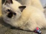 Brown collar boy - Ragdoll Cat For Sale - Chambersburg&comma; PA&comma; US