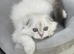 Highland Fold boy - Scottish Fold Cat For Sale - Sun City Center&comma; FL&comma; US