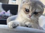 Blue golden chinchilla boy - Scottish Fold Cat For Sale - Sun City Center&comma; FL&comma; US