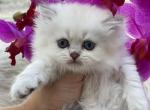 Silver Chinchilla point girl - Scottish Straight Cat For Sale - Sun City Center&comma; FL&comma; US