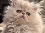 Cream boy - Persian Cat For Sale - Clay&comma; PA&comma; US