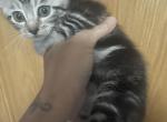 Simbas Sweeties - Maine Coon Cat For Sale - Finland&comma; MN&comma; US