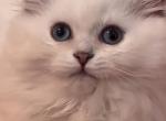 Daphne - Scottish Straight Cat For Sale - Los Angeles&comma; CA&comma; US