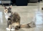 Reya - Maine Coon Cat For Sale - Boerne&comma; TX&comma; US